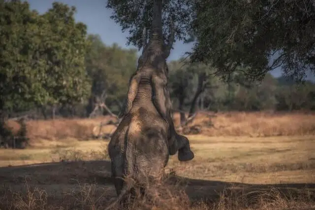 un elefante comiendo hojas de un árbol 