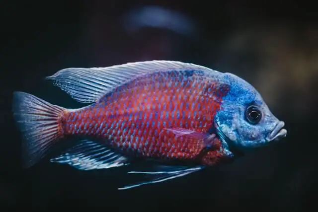 peces azules y rojos con grandes labios nadando