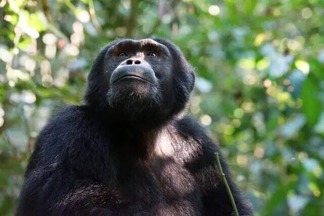 chimpancé sentado en un árbol verde
