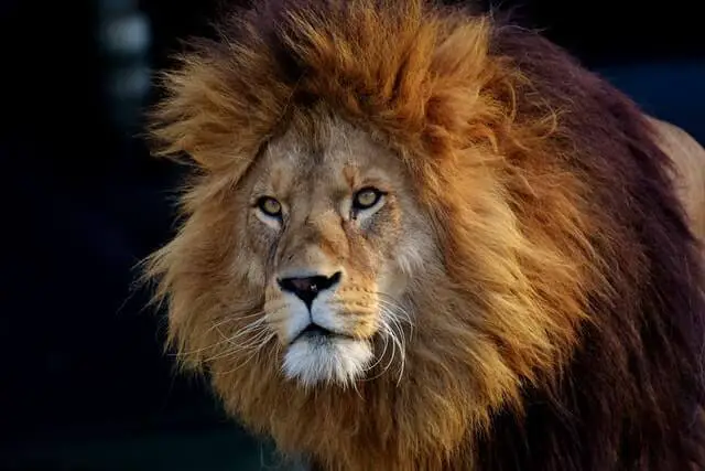 un león macho con una gran melena marrón