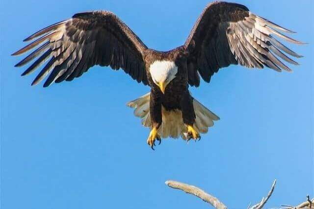 un águila calva cazando en el aire