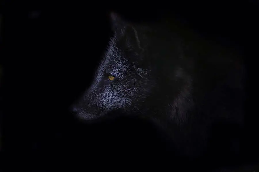 lobo cazando de noche