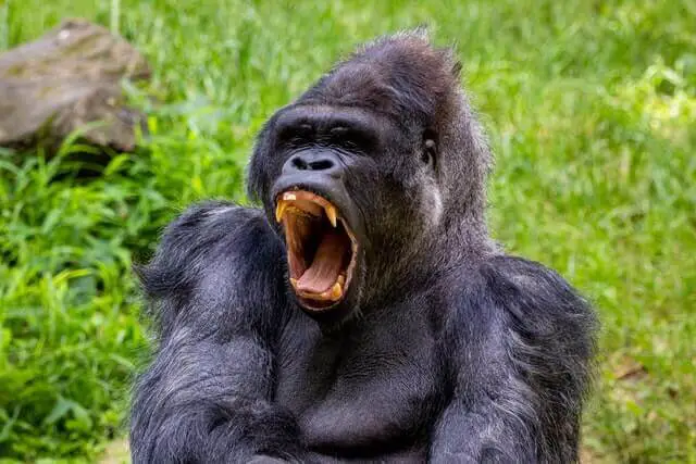 gorila mostrando sus afilados dientes
