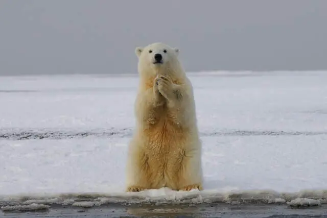 oso polar parado en la nieve