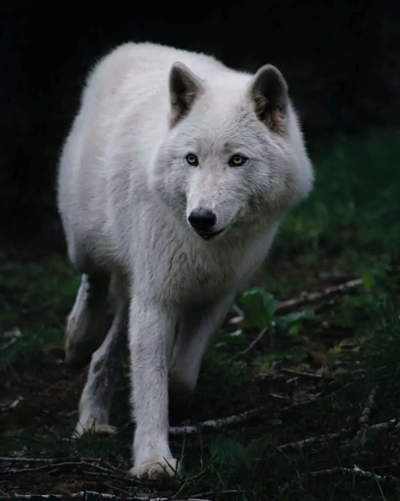 lobos árticos