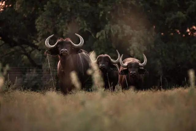 grupo de búfalos del cabo en estado salvaje