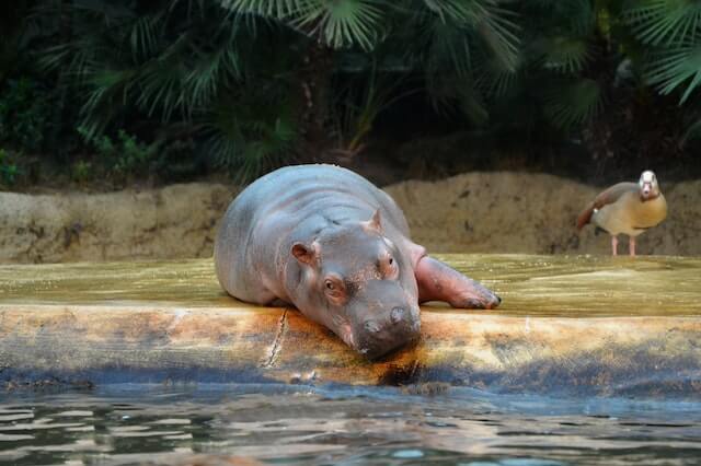 hipopótamo descansando cerca del agua