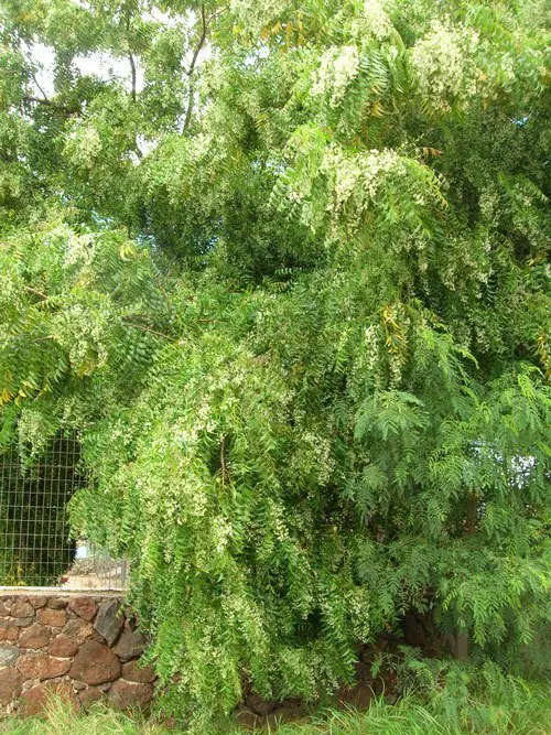 Árbol de neem