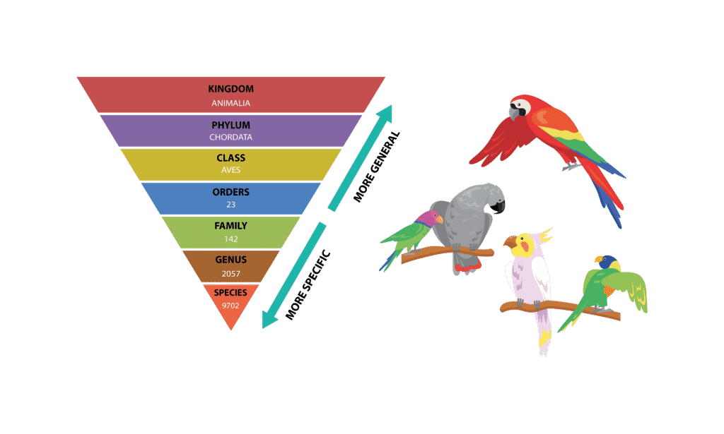 Infografía de clasificación de aves