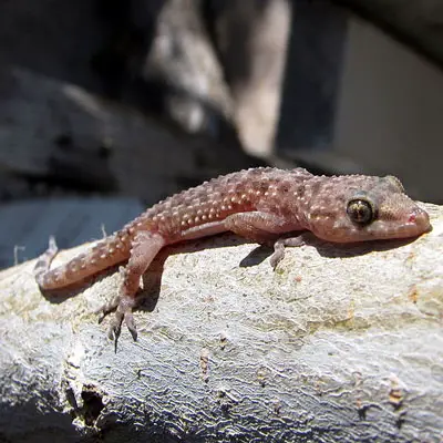 Casa Mediterránea Gecko