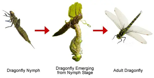 El ciclo de vida de la libélula