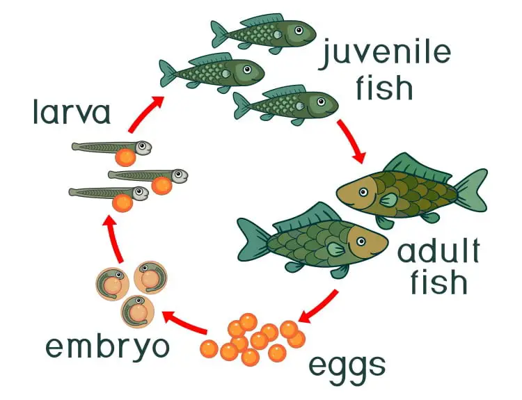 Ciclo de vida de los peces