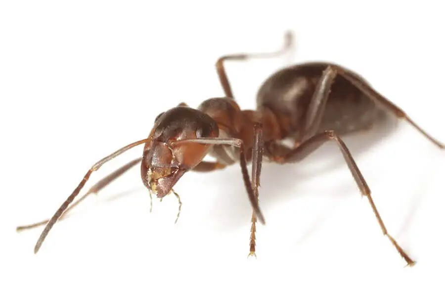 hormigas acróbatas