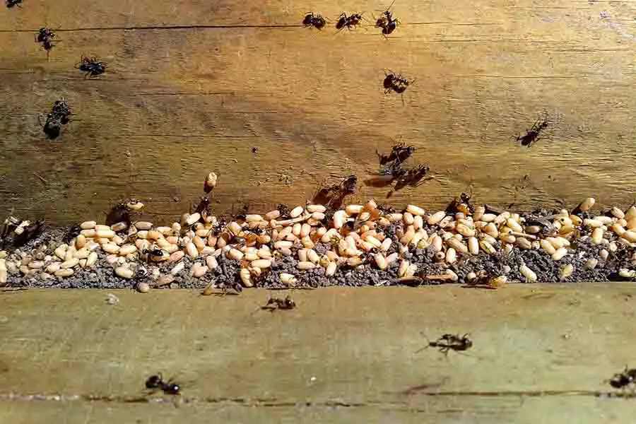 colonia de hormigas cuidando los huevos