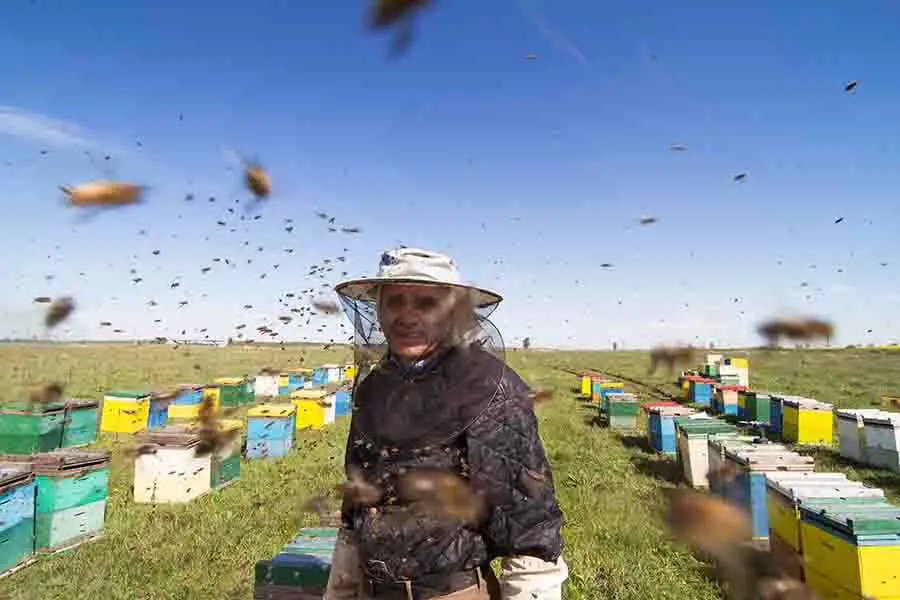 ataques de abejas