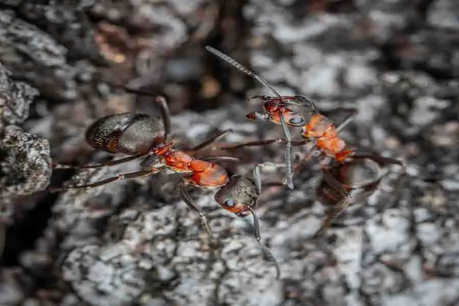 hormigas carpinteras arrastrándose afuera