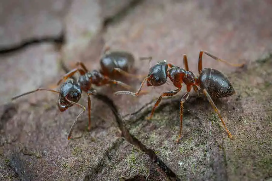 hormigas trabajando juntas 2