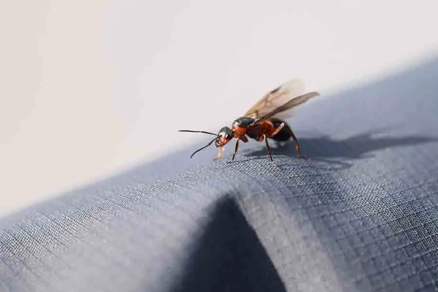 hormiga con alas en el dormitorio