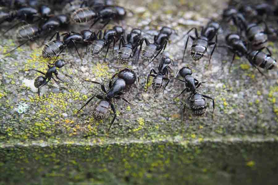 hormigas obreras negras