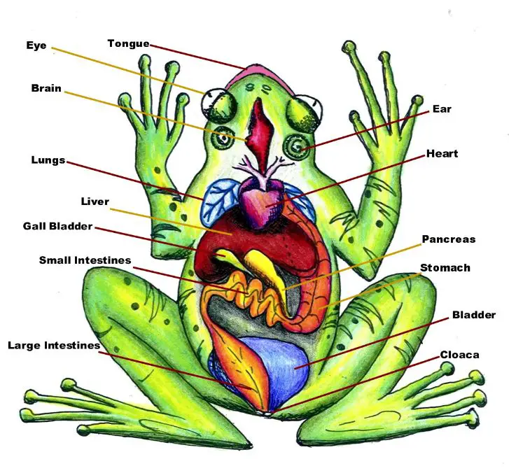 Anatomía de la rana