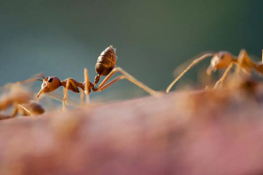 hormigas caminando en busca de comida
