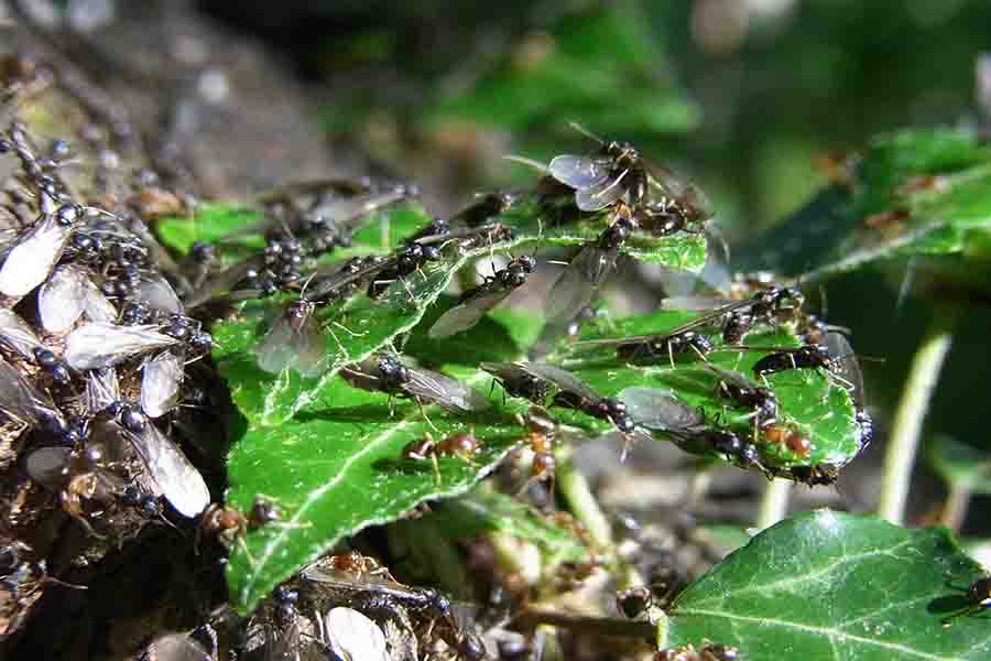 Enjambre de hormigas macho y hormigas reina