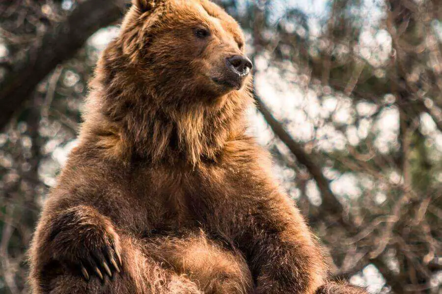 oso grizzly sentado mostrando su pata