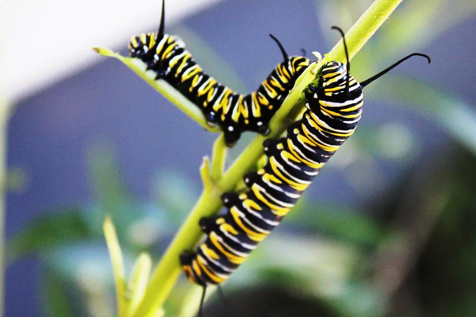 larvas de monarca