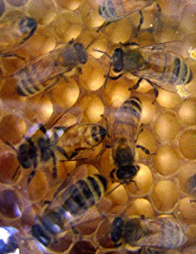 abejas en colmena