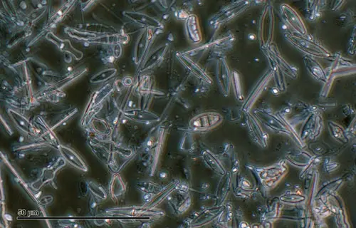 diatomeas