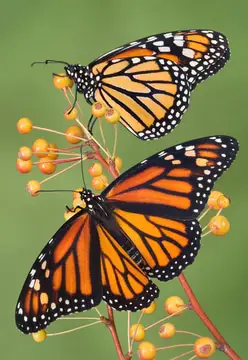 mariposa 30