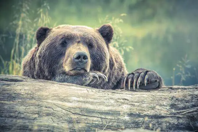 oso descansando sobre tronco de árbol