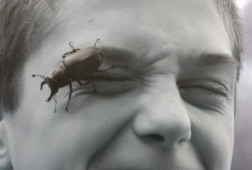 Escarabajo ciervo europeo en la cara
