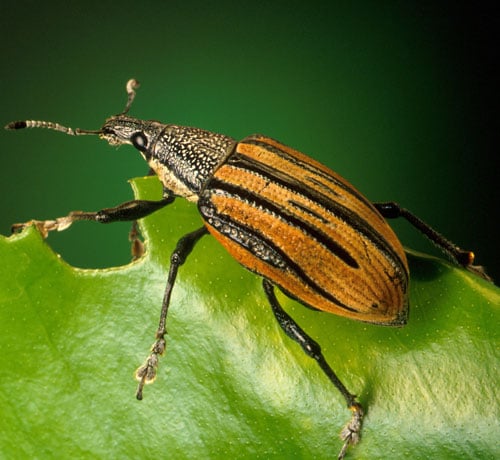 Escarabajo gorgojo