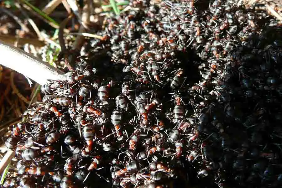enjambre de hormigas