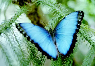 Mariposa Morfo Azul