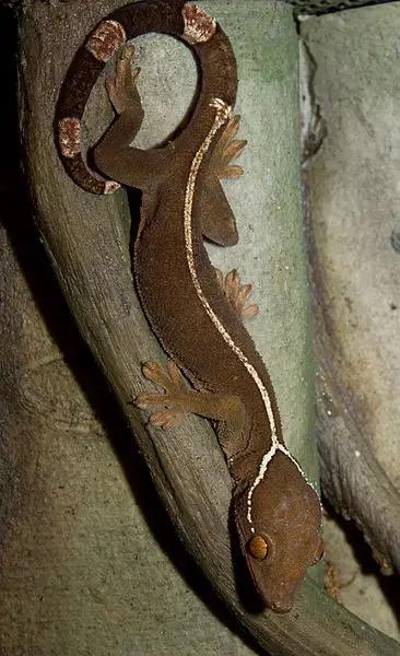 Gecko de líneas blancas
