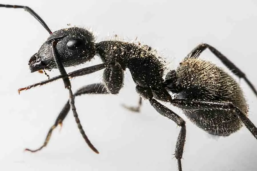 hormiga-torax-y-abdomen