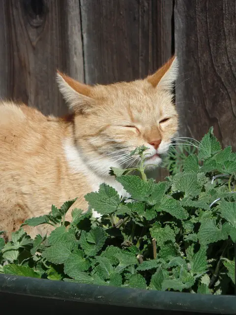 gato y hierba gatera