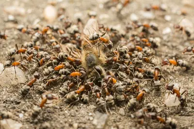 Ejército de hormigas comiendo abejas muertas