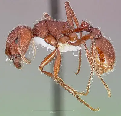 Hormiga Pogonomyrmex occidentalis