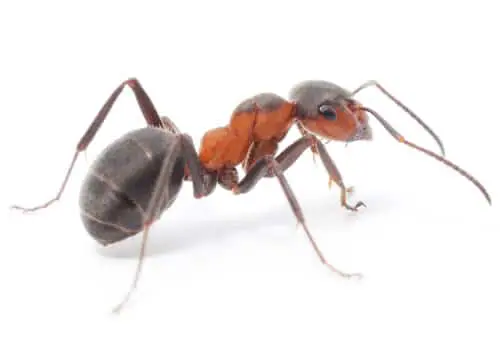 hormiga roja