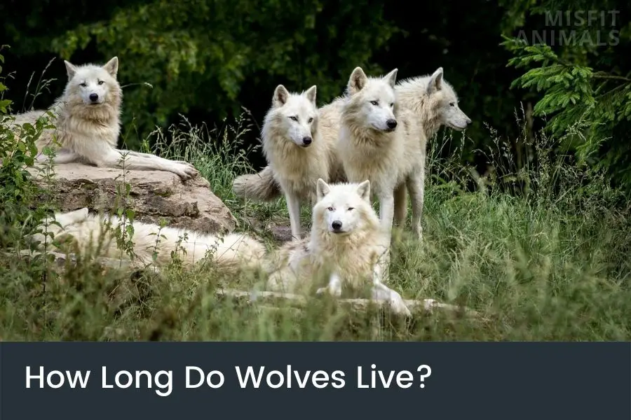 Cuánto tiempo viven los lobos? (Explicado) - Farmacia Cinca