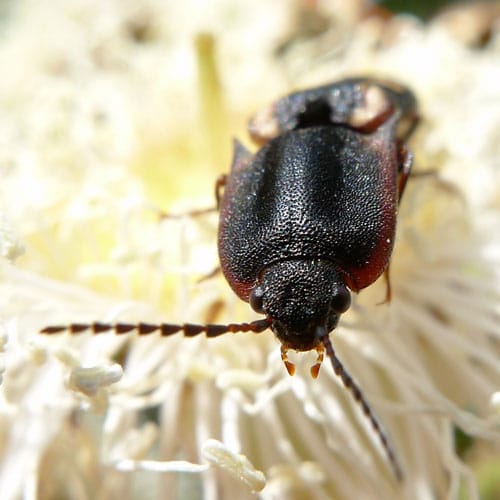Cara de escarabajo con manchas