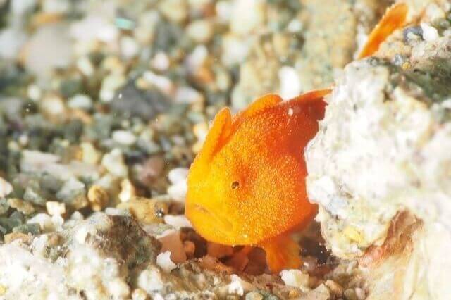pez sapo naranja bajo el agua