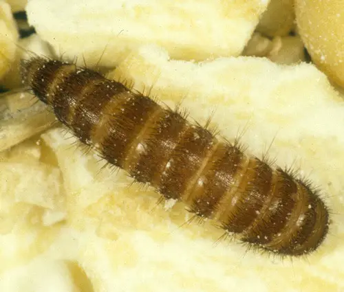 Larvas del escarabajo de alfombra