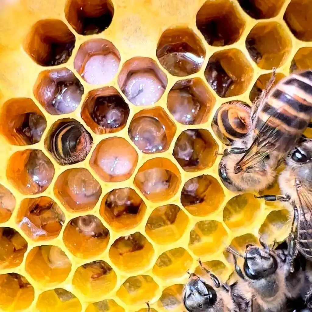 larvas de abeja