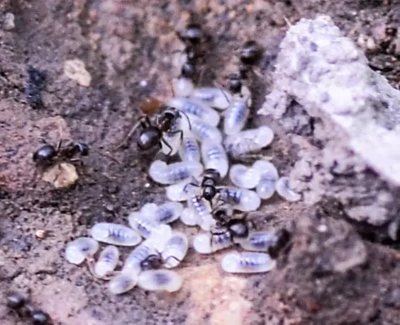 larvas de hormiga