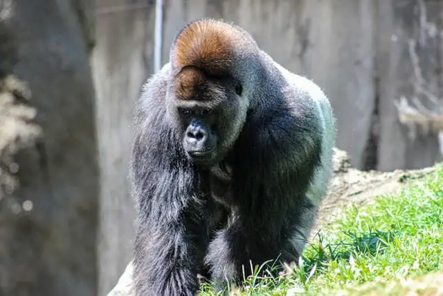Gorila caminando sobre los cuatro
