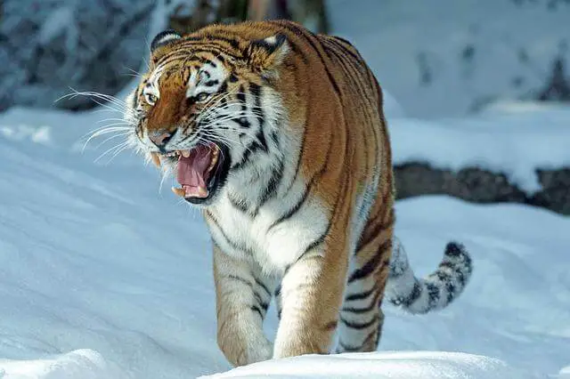 gran tigre siberiano caminando en la nieve